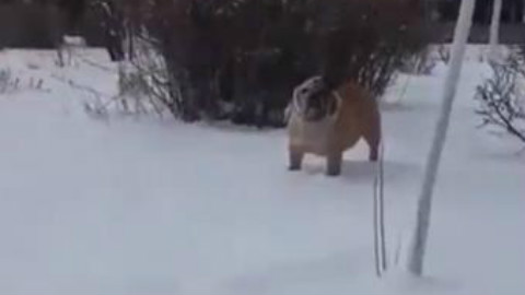 狗:“还笑,我不要面子的呀”
